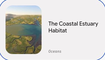 Preview of The Coastal Estuary Habitat