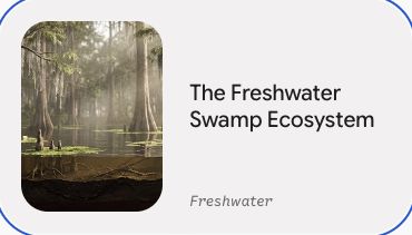 Preview of The Freshwater Swamp Ecosystem
